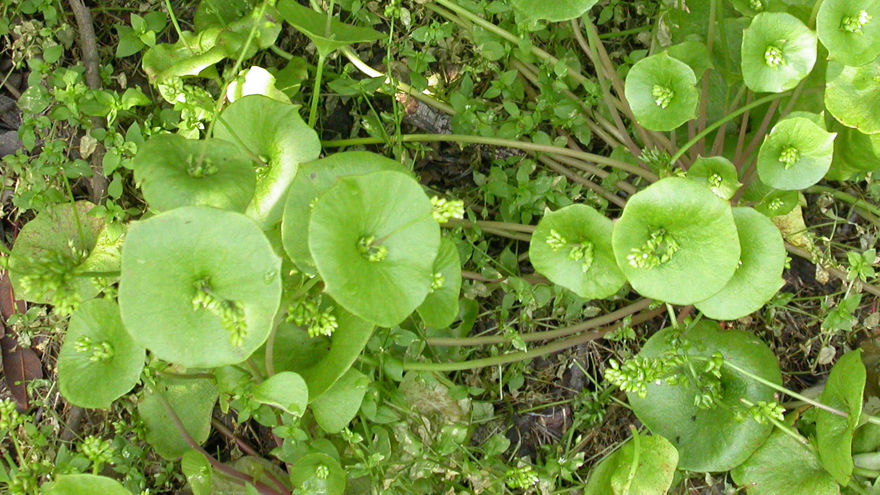 Claytonia perfoliata. An annual edible, native ground cover option.