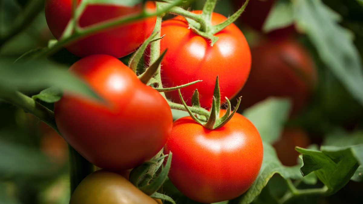 Tomatoes in the garden